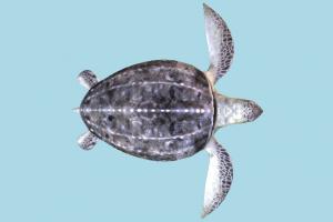 Sea Turtle Sea Turtle-2